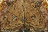 Tall, Colorful Petrified Wood Bookends - Madagascar #274839-2